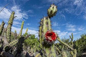 baja california sur giant cactus in desert photo