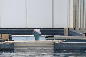GENOA, ITALY - SEPTEMBER 4 2016 - newborn dolphin portrait while jumping from aquarium tank photo
