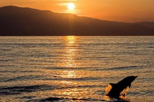 Dolphin silhouette while jumping in the sea at sunset photo