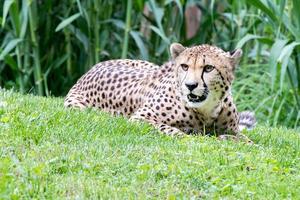 Cheeta Jaguar eyes portrait looking at you photo