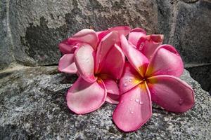 Frangipani Spa flowers petals close up detail isolated photo