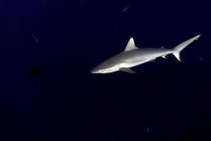 maldives Grey shark ready to attack underwater photo