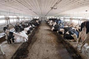 black and white cows inside stable view photo