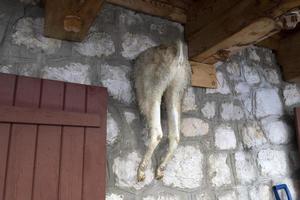 goat in a house wall photo