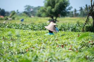people while growing and farming rice field in bali photo