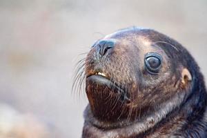 bebé recién nacido león marino en la playa foto