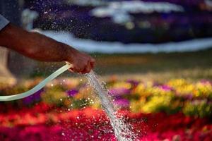 Watering flowers and plants detail of water drops photo