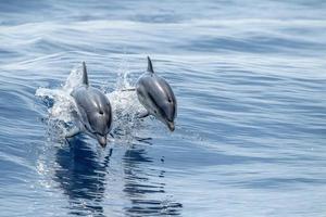 Striped dolphins jumping outside the sea photo