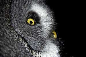 owl portrait looking at you isolated on black photo