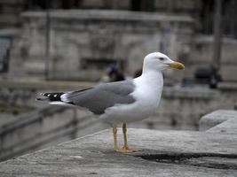 seagull in rome close up portrait photo