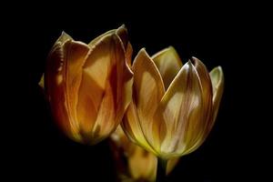 tulip flower isolated on black photo