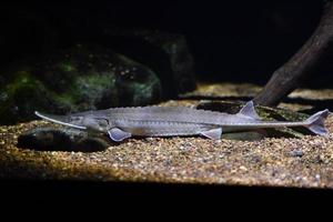 Peces de esturión pala bajo el agua cerrar retrato foto