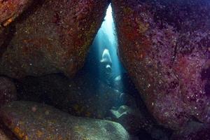 foca de león marino bajo el agua mientras bucea en el mar de cortez foto