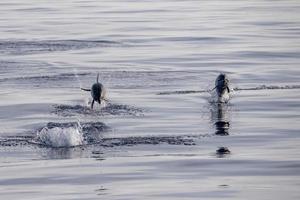 bebé delfín recién nacido mientras salta en el mar al atardecer foto