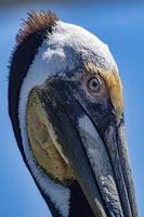 Pelican eye detail cortez sea baja california mexico photo