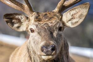 male red Deer portrait looking at you photo