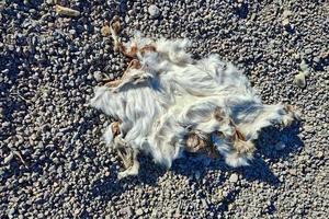 dead rabbit skin fur detail photo