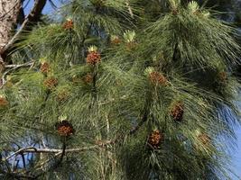 Pinus Canaeriensis Canary Islands Pine tree blossom photo