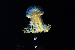 jellyfish isolated on black sea close up detail photo