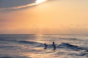 Dolphin while jumping in the sea at sunset photo