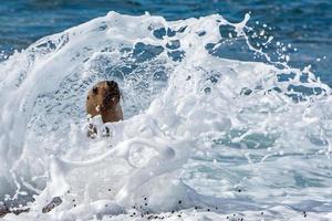 sea lion on the beach photo