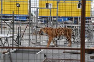 circus caged tiger photo