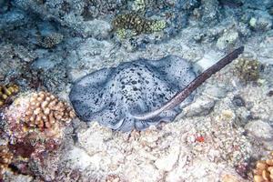 giant blackparsnip stingray fish photo