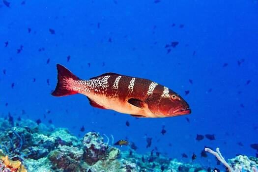 red colorful grouper isolated on ocean photo