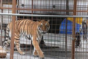 tigre enjaulado de circo foto