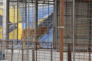 circus caged tiger photo