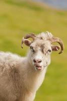 A big white ram sheep with long horns looking at you close up photo