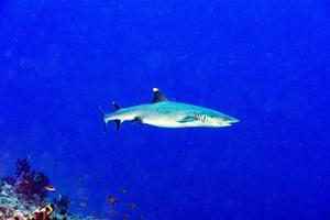 white tip reef shark ready to attack underwater photo