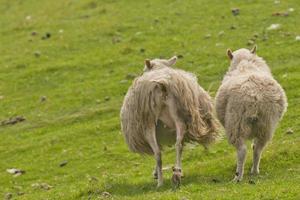 Two sheep with long hairy wool taken from back in the green grass background photo