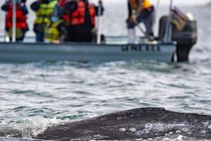 grey whale close to whalewatching boat in magdalena bay baja california photo