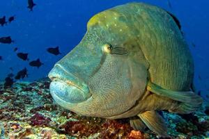 retrato submarino de pez napoleón de cerca en maldivas foto