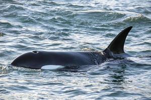 Orca killer whale inside Genoa Habor in mediterranean sea photo