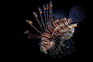 Scorpion Lion fish portrait while diving indonesia photo