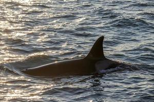 orca orca en el mar mediterráneo al atardecer procedente de islandia foto