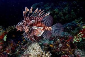 Scorpion Lion fish portrait while diving indonesia photo