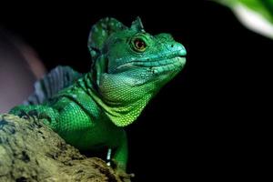 green iguana  close up portrait looking at you photo