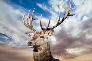 male red Deer portrait looking at you on cloudy sky background photo