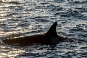 Orca killer whale inside Genoa Habor in mediterranean sea coming from iceland photo