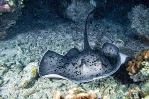 giant blackparsnip stingray fish photo