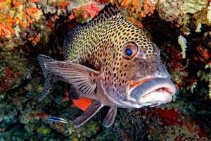 yellow Snapper Lutjanidae while diving maldives photo