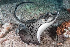 giant blackparsnip stingray fish during night dive photo