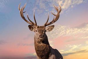 male red Deer portrait looking at you on cloudy sky background photo