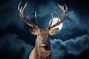 male red Deer portrait looking at you on full moon black background photo