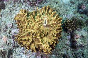 Hard coral macro detail while diving in Indonesia photo