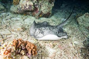 giant blackparsnip stingray fish photo