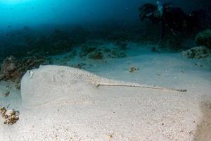 giant blackparsnip stingray fish in the sand photo